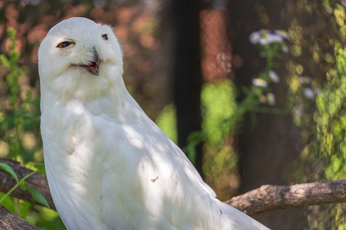 フクロウのなかでも大型で存在感もあるシロフクロウ