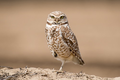 フクロウのなかでも珍しい昼行性。足が細いのが特徴です