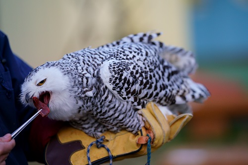 フクロウにストレスを与えず安全・安心に育てるためにも飼育グッズを揃えましょう