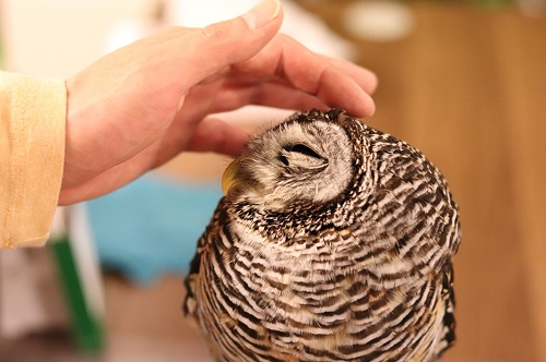 一緒に暮らすためにまずは飼い主に慣れてもらうことからはじめましょう