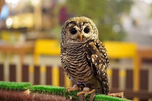 フクロウを飼うときどのようなことに注意すればよいのでしょうか