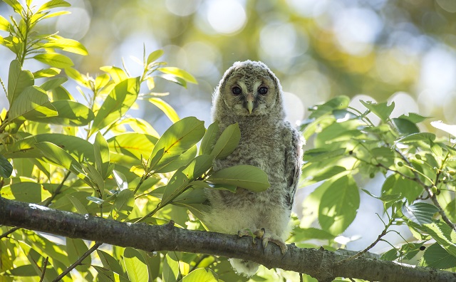 フクロウをペットで飼う際の注意点とは？