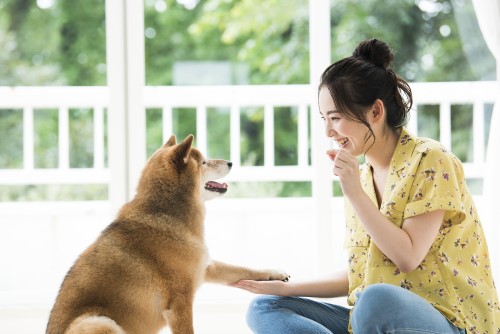 犬にしつけが必要な理由とは?