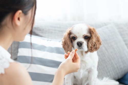 犬をしつける時、どのような順番で覚えさせればよいのでしょうか