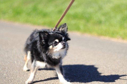 犬のしつけがうまくいかない場合、どうすればよいのでしょうか