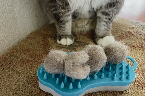 猫の抜け毛の理由は主に4つです
