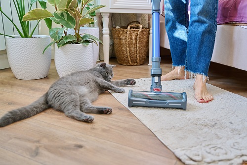 猫の抜け毛は放置しないようにしましょう