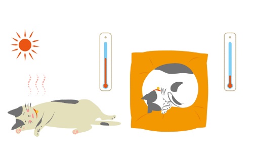 猫は暑さに強く寒さに弱いって本当?