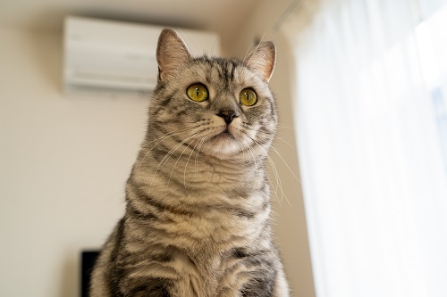 猫の暑さ対策でエアコンなしはNG?