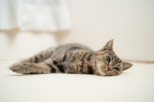 特に暑さに弱い猫は?
