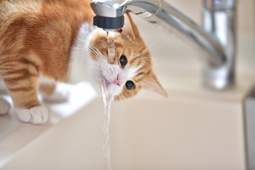 猫のための暑さ対策
