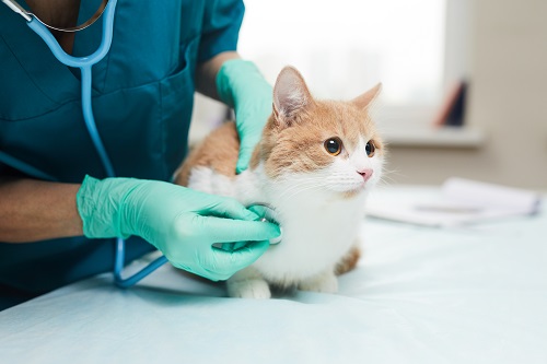 猫が熱中症になった時の対処法