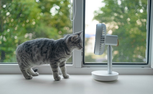 【専門家に聞く】猫の暑さ対策!エアコンなしはNG?熱中症の症状と対処法を解説