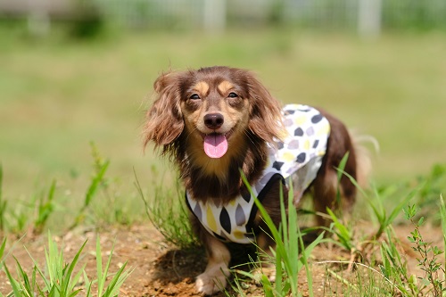 なぜ犬は人間に比べて暑さに弱いのでしょうか