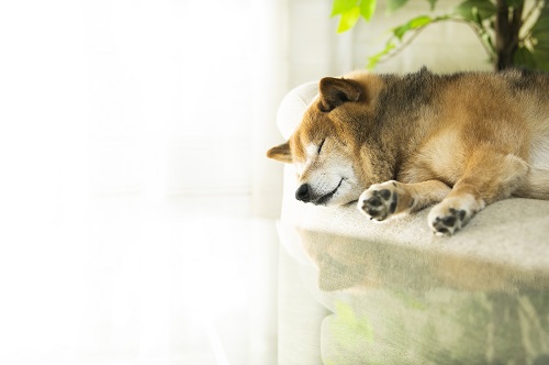犬を飼う際にはエアコンは必須なのでしょうか