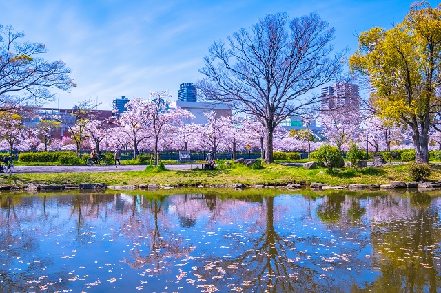 都島区にある大阪府の桜の名所として有名な「毛馬桜之宮公園」