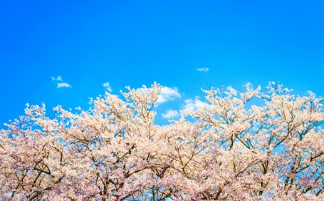 【アンケート】大阪府のおすすめお花見スポットランキング！お花見に必要な持ち物も紹介