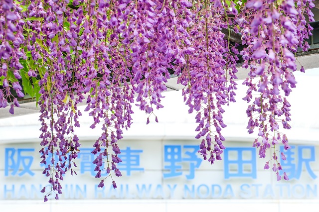 福島区にある阪神電車野田駅の近くには「野田ふじ」という藤棚があります