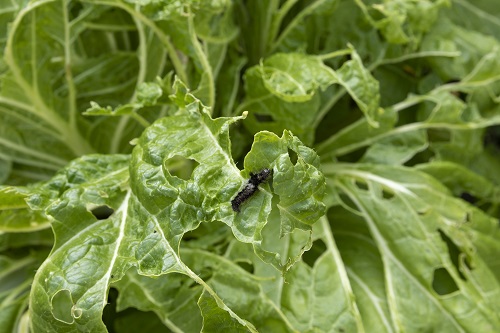 一般的によく見られる毛虫の種類とは?