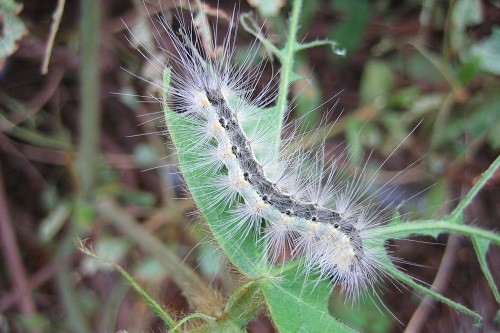 さまざまな植物の葉を食べる雑食の幼虫です