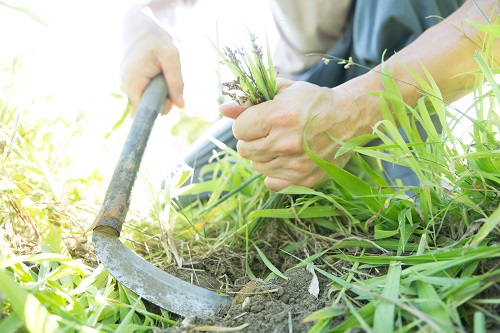 毛虫が大量発生する前に対策できることは?