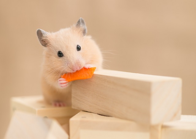 ハムスターの飼い方や注意点を解説！賃貸物件でも飼いやすい初心者向けペット
