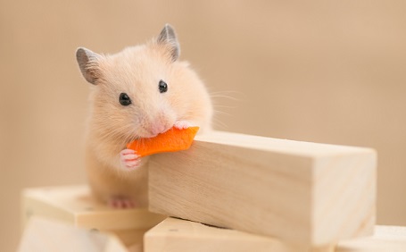 ハムスターの飼い方や注意点を解説！賃貸物件でも飼いやすい初心者向けペット