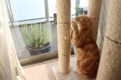 爪とぎができる場所を用意してあげましょう