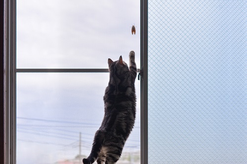 鳥や虫など、動くものを見て好奇心を満たします