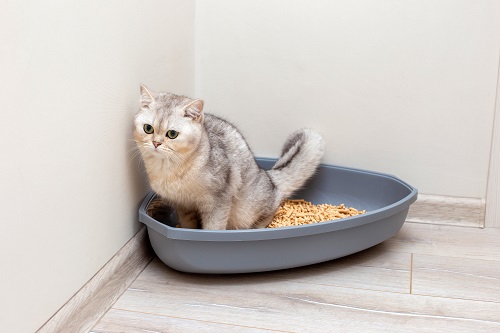 猫用トイレを置く場所を考えてみましょう