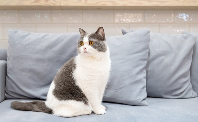 【実例】猫と暮らす家づくりのアイデアまとめ！猫の習性や適した間取りを徹底解説