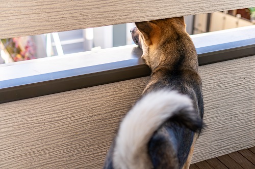 犬にはどのような習性があるのでしょうか