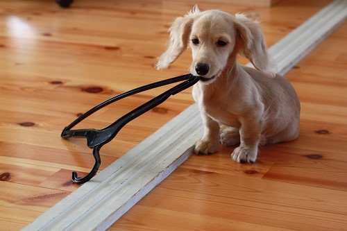 犬にとって危険なものとは？