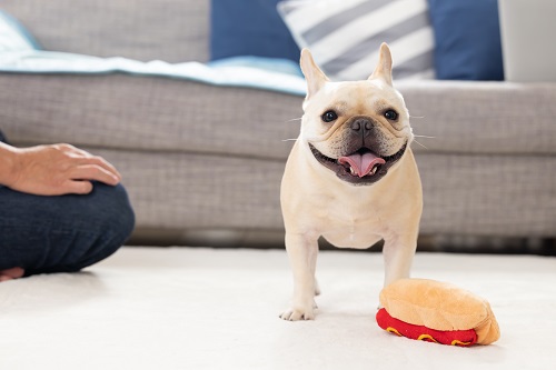 犬にとって快適な家をつくるには？