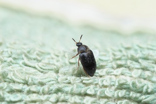 虫食いをする害虫の生態を見てみましょう