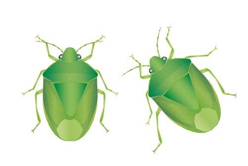 秋に姿をよく見かけますが、年によっては梅雨の頃から大量発生することも