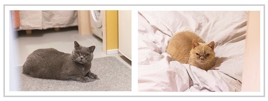 写真左から「たたみ」(10歳、オス)と「けだま」(7歳、メス)。どちらもブリティッシュショートヘア。DKの床の長尺シートは、愛猫たちのためにクッション性のあるものを選んだ