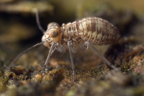 チャタテムシの見た目はダニによく似ています