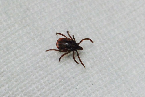 マダニとはどのような害虫でしょうか