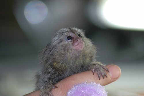 サルはどのような特徴をもつ動物なのでしょうか