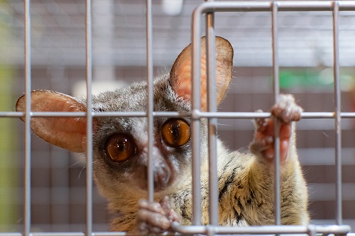 サルを飼うための環境を整えましょう