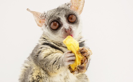 サルをペットとして飼うには？おすすめの種類や飼う時のポイント・注意点を解説