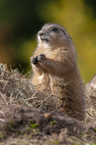アメリカの北西部、カナダの南西部に生息しています