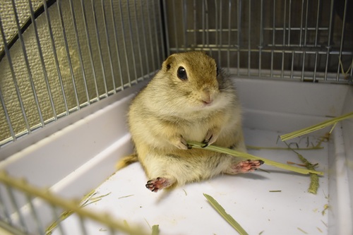 リスを飼うために必要なものとは