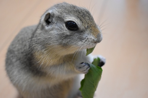 リスを飼育する際に必要なことは