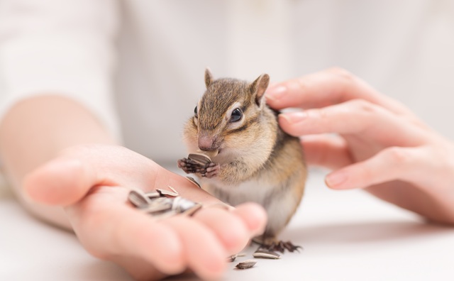 リスをペットとして飼いたい！人気の種類や飼い方について解説