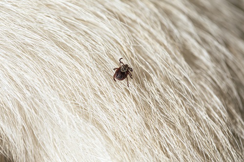 犬に寄生するマダニの種類は？