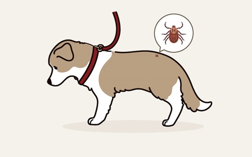 犬がマダニに噛まれたらどうなるのでしょうか？