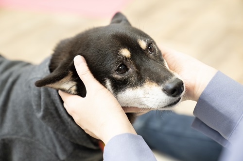 もし犬がマダニに噛まれてしまったら？