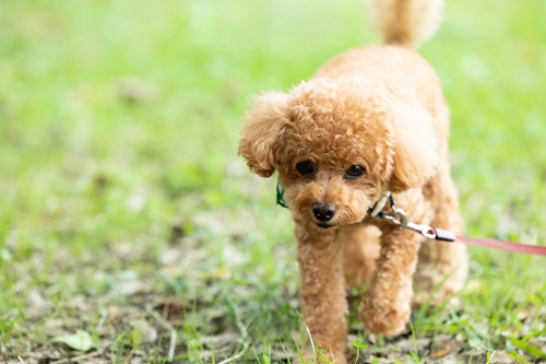 犬をマダニから守るには？